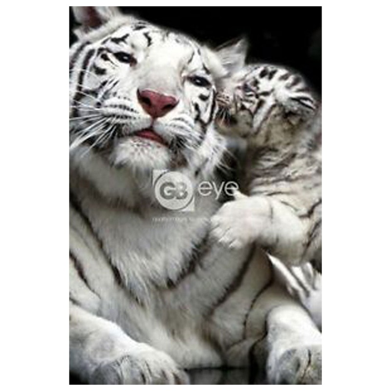Affiche d'amour de la mre des tigres blancs